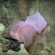 Image for article titled If the deep sea wasn't scary enough, here's video of a shapeshifting jellyfish